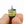 Wax Beans 1:12 miniature open iron tin can food prop
